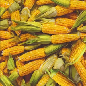 Have A Corntastic Day in Mais aus der A La Carte Kollektion von Whistler Studio for Windham Fabrics - 100% Baumwolle