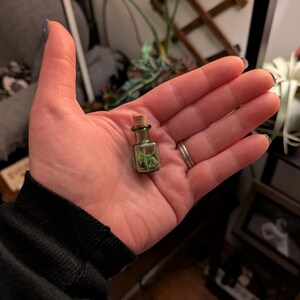 May include: A small, clear glass bottle with a cork stopper, filled with green plant matter. The bottle is held in an open hand, showcasing its miniature size. The bottle's green tint and the cork add a rustic touch.