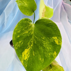 Op de afbeelding: Een bonte philodendronplant met hartvormige bladeren met een mix van donkergroene en felgele patronen. De plant heeft verschillende bladeren, waaronder één groot centraal blad en een kleiner, lichter gekleurd blad dat zich nog aan het ontvouwen is.