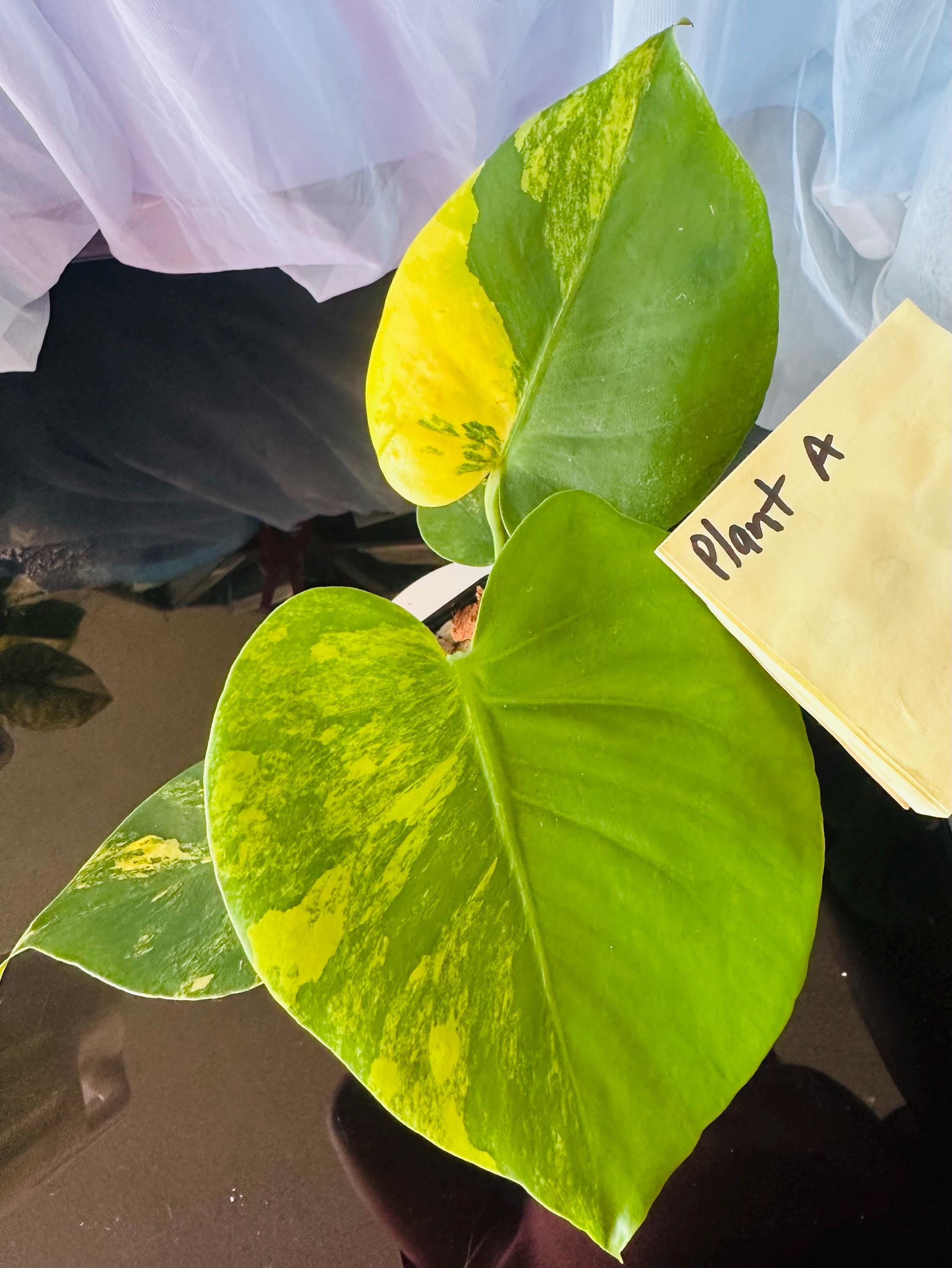 Monstera Deliciosa Yellow Marilyn - Etsy Canada