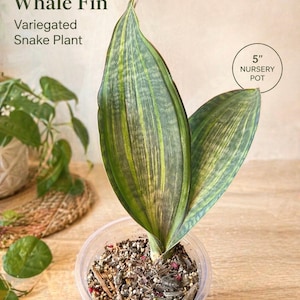 May include: A Whale Fin Variegated Snake Plant in a 5-inch nursery pot. The plant features large, upright leaves with green and yellow variegation. The pot contains soil and small pieces of wood. The background is a light beige color.