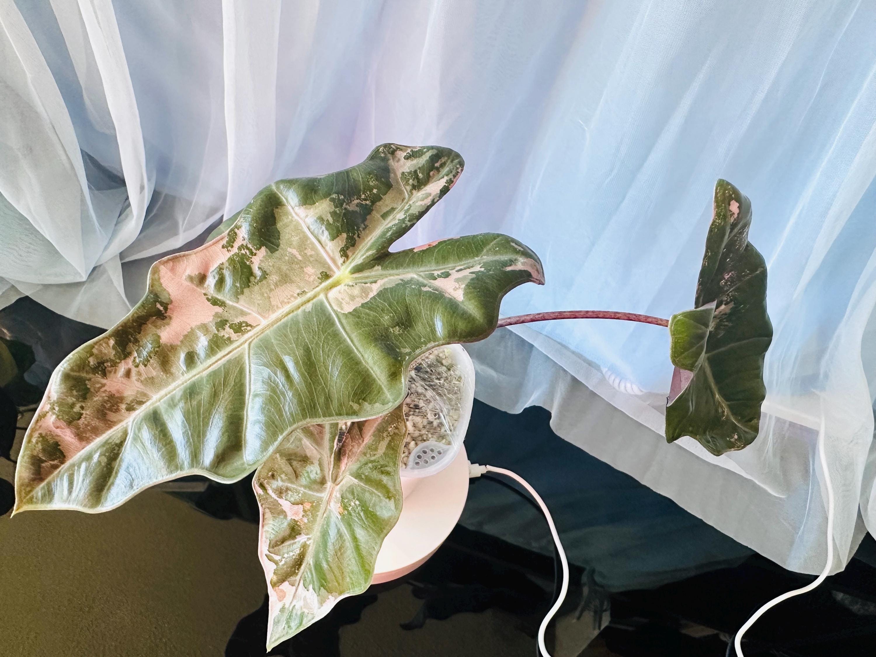 Alocasia Pink Plumbea - Etsy