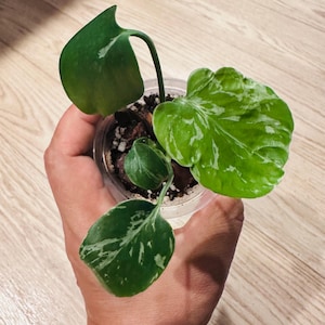 Monstera Deliciosa Pom Pom - Etsy