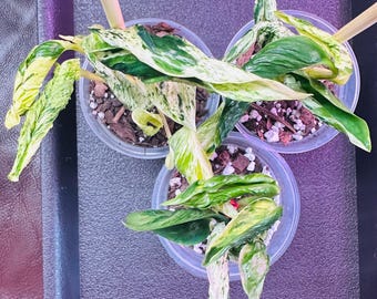 Teruno Lovesong Pothos - RARE Japanese Pothos - Terunoworld Series