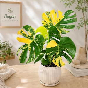 Monstera Deliciosa Pom Pom - Etsy