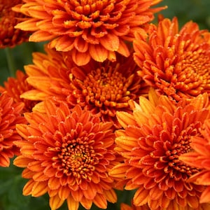 May include: Close-up of vibrant orange chrysanthemum flowers. The petals are densely packed, creating a full, textured appearance. The flowers are in various stages of bloom, with a dark green background.