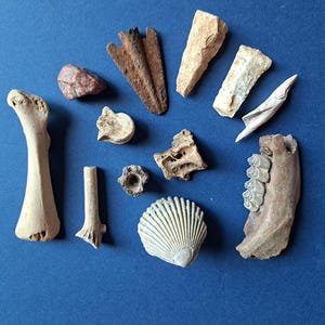 May include: A collection of 11 assorted objects on a blue background. The objects include a bone, a shell, a piece of metal, a rock, and several pieces of fossilized bone.