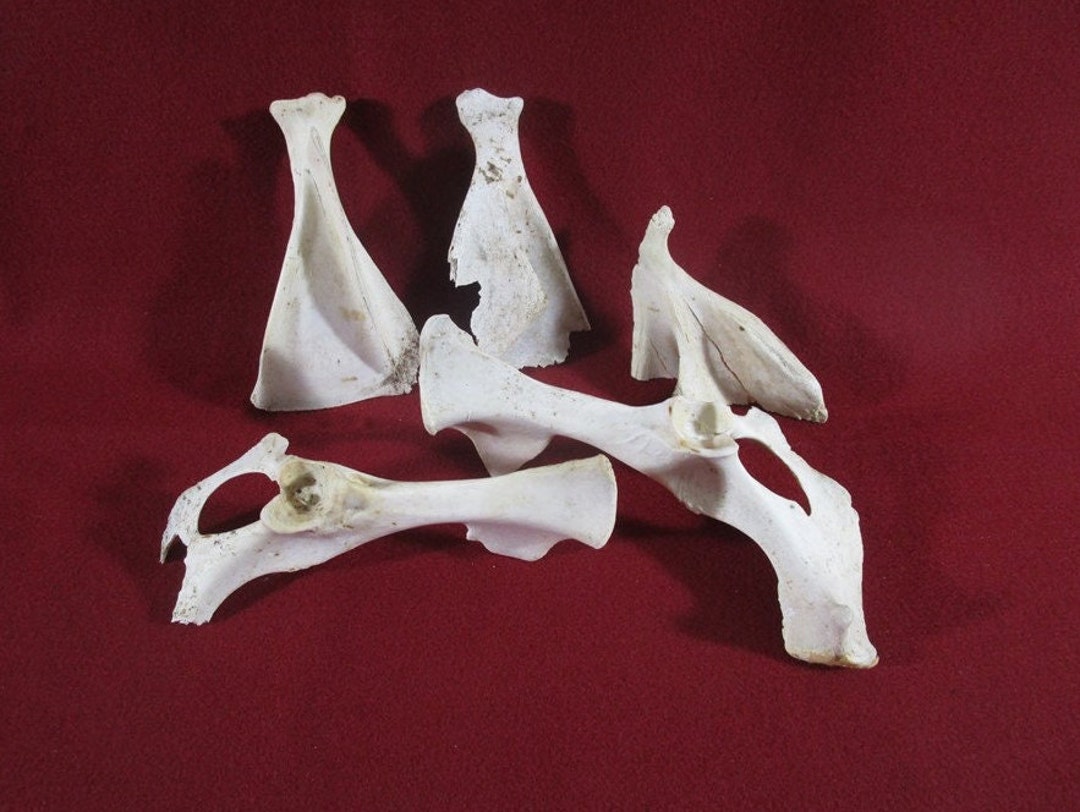 Deer Scapula and Pelvic Bones Vintage 5 Pieces Found on Etsy