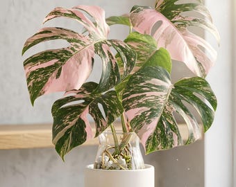 Esqueje de Monstera Deliciosa variegada (rara variedad) / Planta de interior tropical (rara variedad) / Planta viva para decoración del hogar