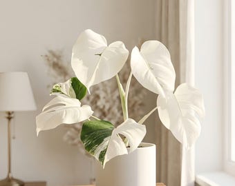 Talea rara di Monstera Albo Variegata – Pianta tropicale da interno variegata bianca, con radici.