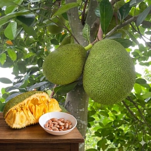 May include: A jackfruit tree with large, green, textured fruits hanging from the branches. One jackfruit is cut open, revealing yellow segments. A small white bowl holds brown seeds, placed on a wooden surface.