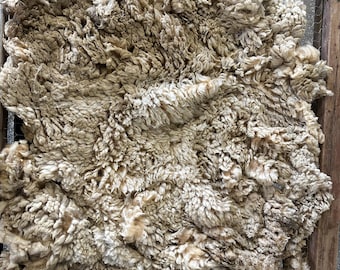 Babydoll Southdown Raw Fleece – Soft Golden-Tipped Locks for Spinning, Felting