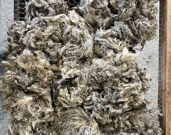 Golden Gotland Raw Fleece – 7–8 Inch Lustrous Locks for Spinning