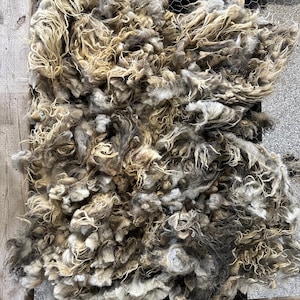 May include: A pile of raw, unprocessed sheep's wool in shades of gray, brown, and cream. The wool is loose and fluffy, with a crimped texture. It is contained within a wooden frame with wire mesh.