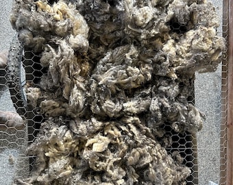 Dark Gray Gotland Raw Wool Fleece – 1.8 lb Skirted, 3.5” Locks, Handspinning Fiber