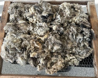 Gray Icelandic Wool Fleece – 4 lb 7 oz – 4" Locks