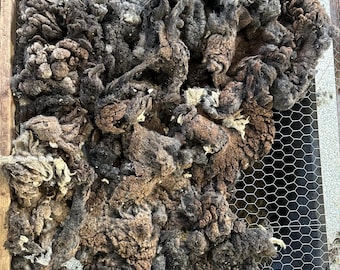 Natural Black Babydoll Southdown Fleece – Soft, Springy Wool for Spinning & Felting