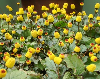 Levende plant met elektrische bloem (Acmella Oleracea)