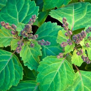 Peut inclure: Gros plan sur des feuilles vertes aux bords dentelés et des bourgeons floraux violets. Les feuilles présentent une teinte verte vibrante avec des accents verts et jaunes plus clairs. L'image met en valeur la beauté naturelle de la plante.