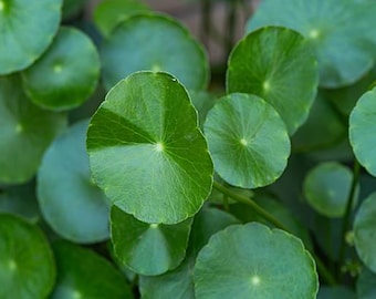Pianta di centella asiatica (Centella asiatica)