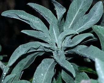 Pianta di Salvia Apiana in vaso