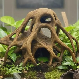 Puede incluir: Una estructura marrón similar a una raíz con múltiples aberturas huecas, colocada dentro de un terrario rodeada de follaje verde, pequeños helechos, musgo y diminutos hongos que crecen desde la base de tierra oscura.