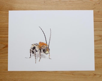 Originalzeichnung Langhornbiene (DIN A3) - Handgezeichnet mit Pastell und Tinte auf Hahnemühle-Papier, Unikat
