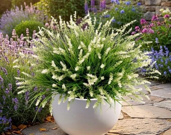 May include: A round, matte white planter containing a dense, bushy plant with long, thin green blades and numerous upright, slender spikes of small, creamy white flowers. The planter sits on a stone patio surrounded by purple lavender and greenery.
