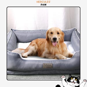 May include: A golden retriever dog is lying in a gray dog bed with white trim. The bed has a rectangular shape with raised sides. The text "HERCULES' PAW" is at the top of the image. A black and white cat is at the bottom of the image.