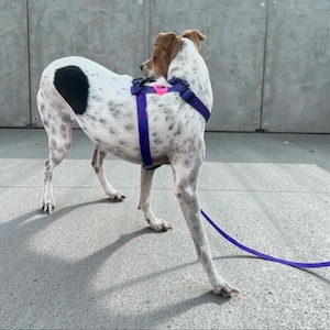 Op de afbeelding: Een hond met een witte vacht, zwarte en grijze vlekken en een grote zwarte vlek op zijn zij. De hond draagt een paars harnas en een riem. De hond staat op een grijze ondergrond.
