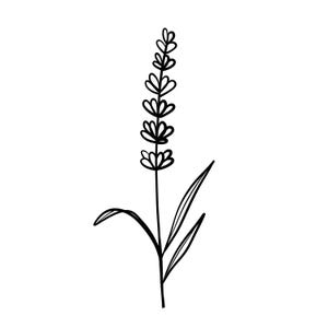 May include: A black and white line drawing of a lavender sprig. The sprig features a slender stem with elongated leaves and a cluster of small, detailed flower buds. The illustration is simple and elegant, set against a white background.