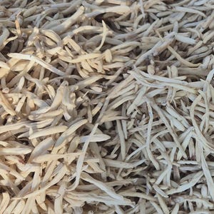 May include: A large collection of dried, off-white, slender, and elongated plant roots. Each individual root piece features a tapered shape with a fibrous, textured surface, densely packed together to form a uniform, monochromatic pile.