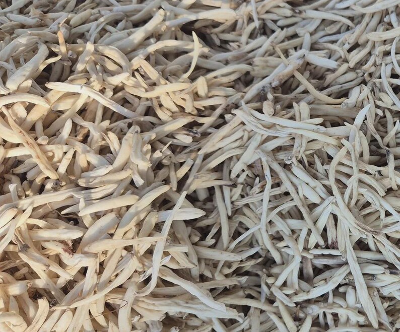 May include: A large collection of dried, off-white, slender, and elongated plant roots. Each individual root piece features a tapered shape with a fibrous, textured surface, densely packed together to form a uniform, monochromatic pile.