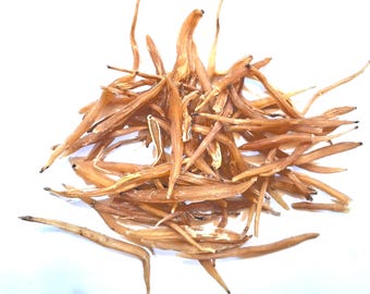 Shatavari Wurzel Gelb | Shatavar Pili | Sitawar Jadd | Spargel-Rassemosus | Bio-Ayurveda-Kräuterwurzel