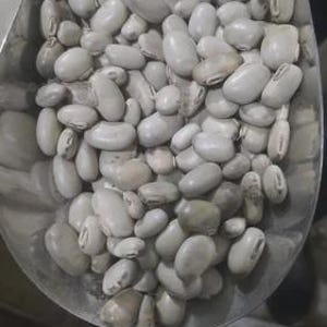 May include: A metal scoop filled with a large quantity of dried white beans. The beans are oval-shaped, smooth, and have a matte, off-white to light beige color. Each bean features a small, distinct, darker-colored hilum or eye on its side.