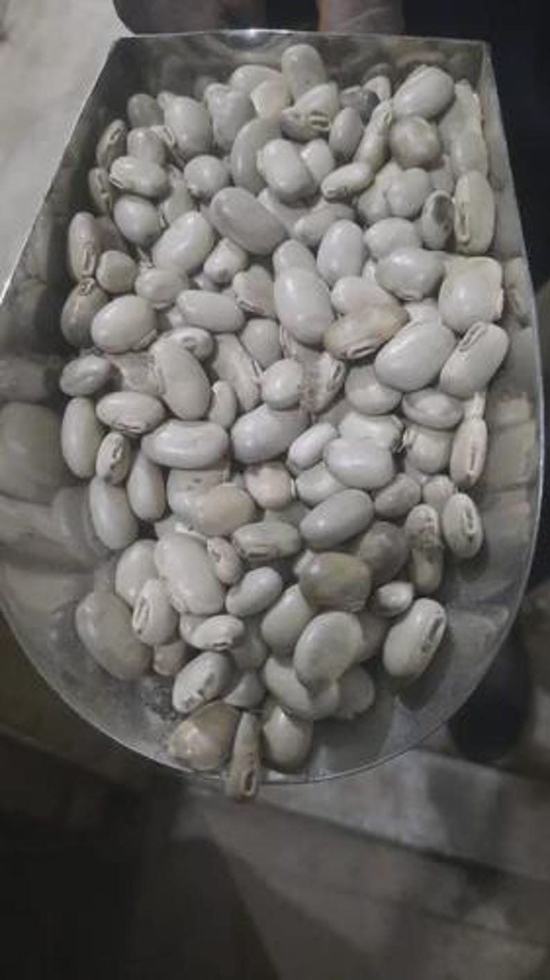May include: A metal scoop filled with a large quantity of dried white beans. The beans are oval-shaped, smooth, and have a matte, off-white to light beige color. Each bean features a small, distinct, darker-colored hilum or eye on its side.