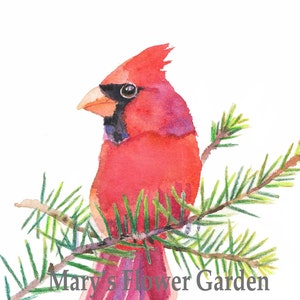 Red cardinal watercolor print, Christmas cardinal gift, bird lovers art,