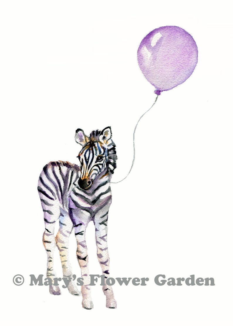 Op de afbeelding: Een aquarel schilderij van een zebra met een paarse ballon. De zebra staat op alle vier poten en kijkt naar de ballon. De achtergrond is wit.