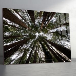 May include: An upward view of tall redwood trees, their brown trunks reaching towards the sky. The green foliage creates a canopy, with sunlight filtering through. The perspective is from the ground, looking up.