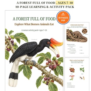May include: A 10-page learning and activity pack titled A Forest Full of Food: Explore What Borneo Animals Eat for ages 7-10. The cover features a black hornbill with a large orange beak perched on a branch with green leaves and purple berries.