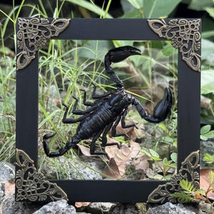 May include: A black scorpion encased in a square black frame with ornate bronze corner accents. The scorpion is detailed and appears to be a realistic model. The frame is set against a backdrop of greenery and rocks, creating a naturalistic display.