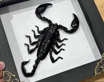Real Scorpion Taxidermy in Wood Shadow Box with Brass Corners Gothic Home Decor Oddities Curiosities Wall Art