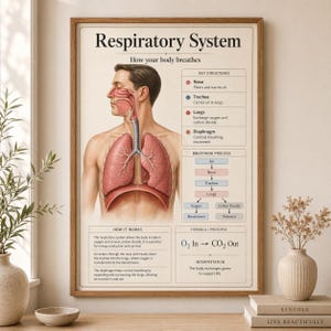 Puede incluir: Un póster educativo enmarcado titulado "Sistema Respiratorio" con una ilustración del sistema respiratorio humano. El póster incluye diagramas de los pulmones, la tráquea y la nariz, junto con texto explicativo sobre la respiración.