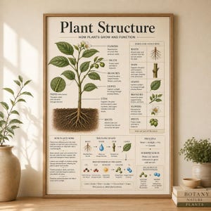 Plant Structure Poster Printable | Parts of a Plant Diagram | Biology Wall Art for Kids | Homeschool Science Chart PDF Instant Download