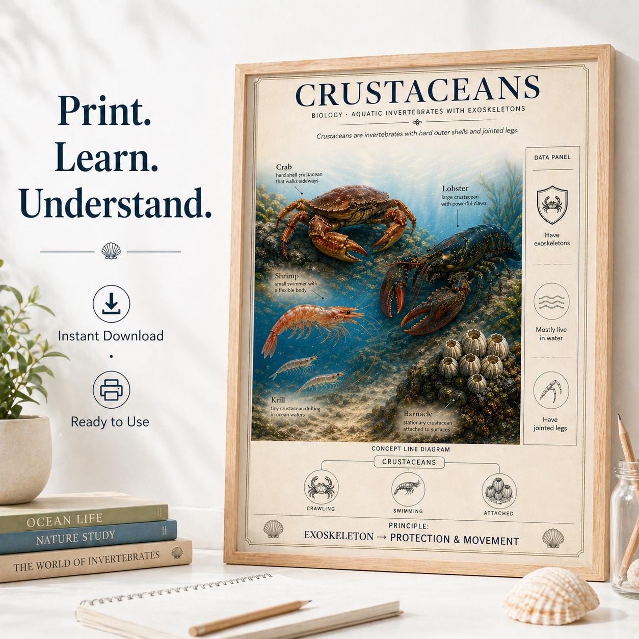 Crustaceans Poster Printable | Crab Lobster Shrimp Chart | Biology Wall ...