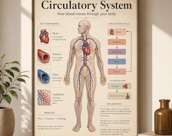 Poster sull'apparato circolatorio / Schema di anatomia umana / Poster per la classe di biologia / Decorazione per la classe di scienze / Download immediato