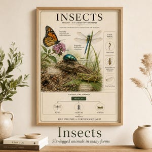 May include: A framed educational poster titled "Insects" with illustrations of various insects like a butterfly, dragonfly, and beetle. The poster includes text describing insect biology and a concept line diagram. The poster is in a wooden frame.
