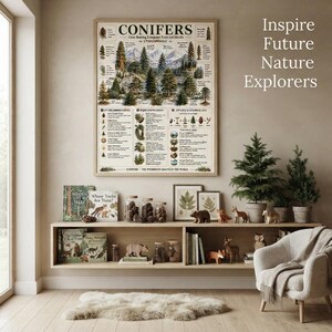 Conifers Educational Poster | Gymnosperm Classification Chart | Evergreen Tree Botany Wall Art | Printable Science Poster | A4 PDF