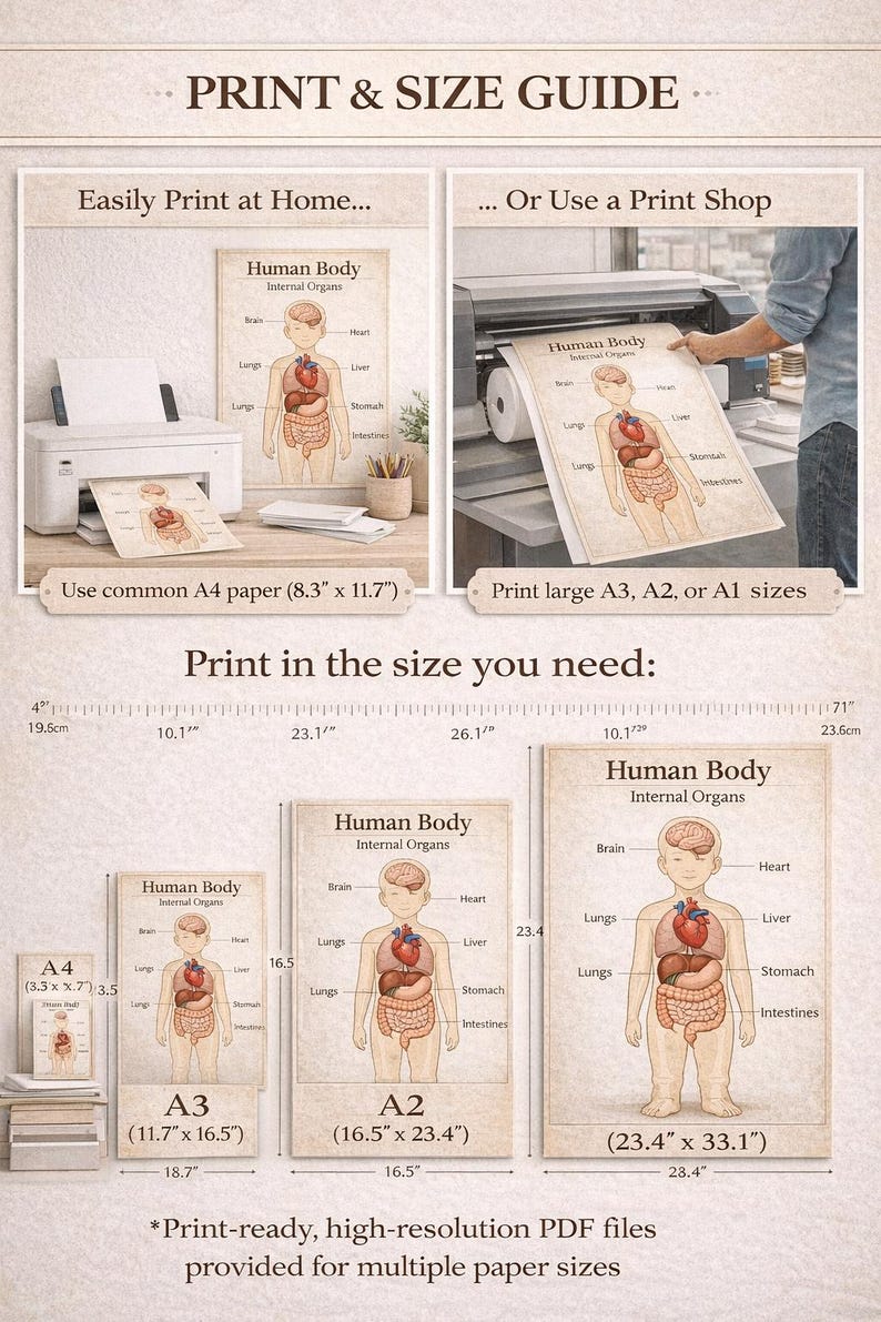 Human Body Poster for Kids | Internal Organs Anatomy Chart | Printable ...