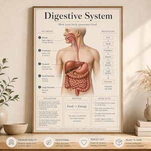 May include: Educational poster of the human digestive system, showing the process of how the body processes food. The poster includes labeled diagrams of key organs, process flow, and quick facts. The poster is printed on thick paper and is ready to hang.